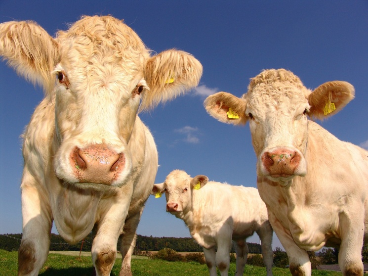 Антибиотики в животноводстве: чем грозит их запрещение‌