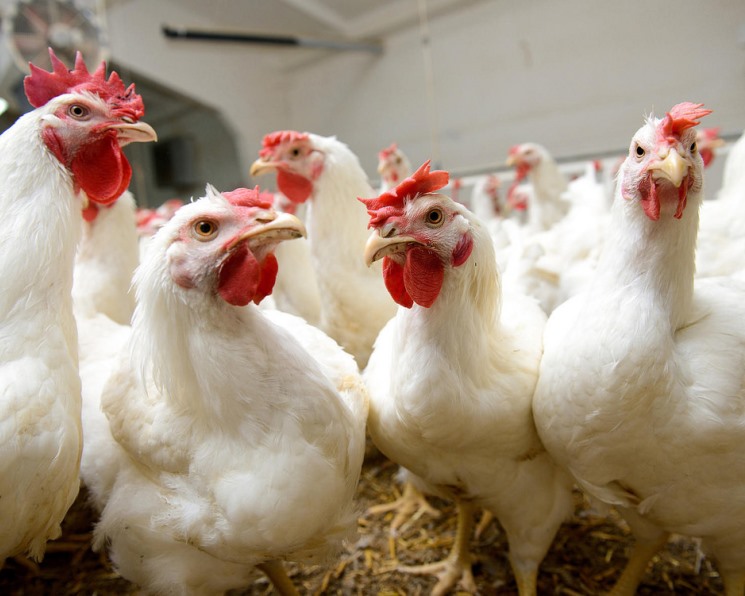 Российским предприятия могут разрешить вакцинировать стада от гриппа птиц