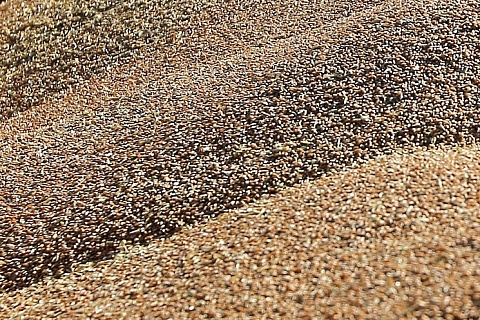 В России собран первый миллион тонн зерна нового урожая