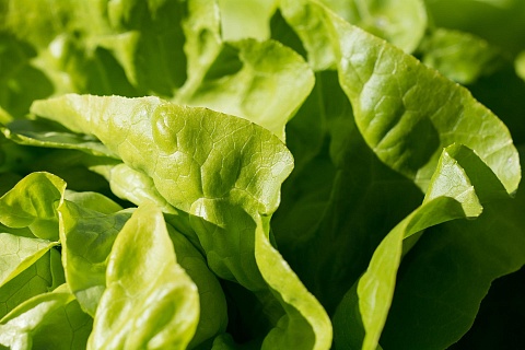 «Белая дача» планирует начать закупку салатного сырья из Ирана