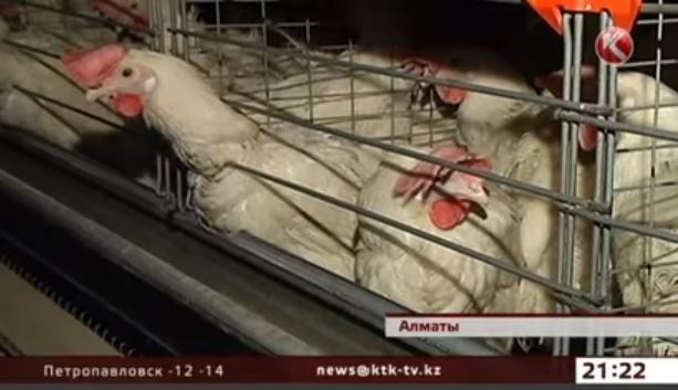 Казахстанские птицефабрики терпят убытки