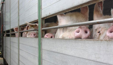 Запрет на ввоз животноводческой продукции будет вводиться во всем ТС
