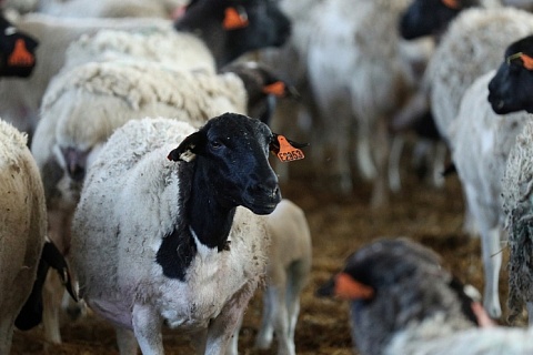 Курганская область планирует выйти на рынок баранины