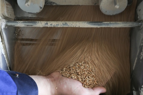 Экспортные котировки на пшеницу резко упали