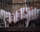 Правительство включило в продэмбарго живых свиней и мясные субпродукты
