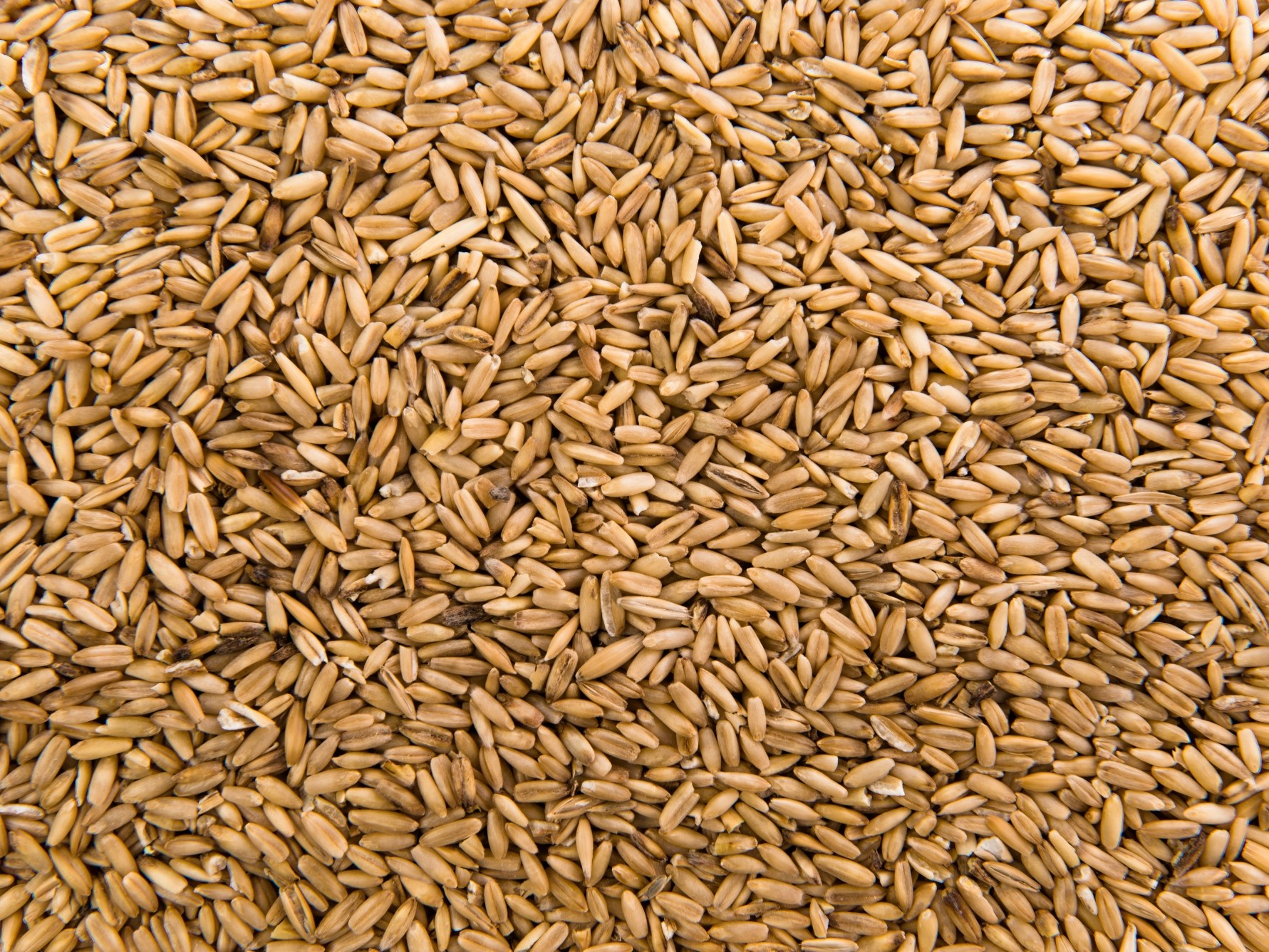 Бизнес-сообщества стран БРИКС положительно оценили идею создания зерновой биржи