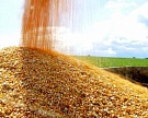 Производство зерна в мире может составить 2540 млн тонн