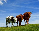 Россельхознадзор намерен ограничить поставки скота из Канады