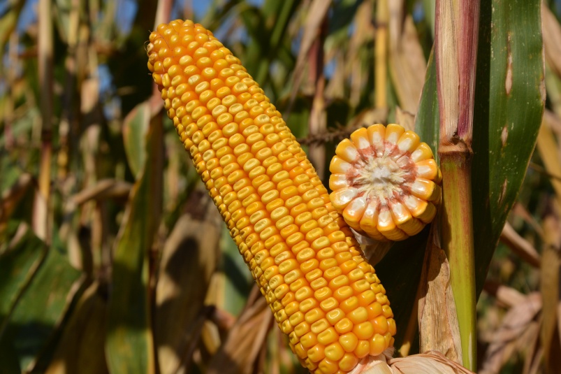 Кукуруза — царица полей! Весенняя посевная 2023 года уже совсем не за горами