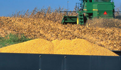 Рост цен на зерно превысил 60%