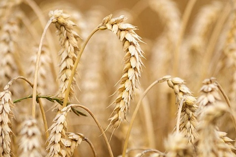 В России подорожала пшеница