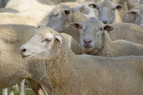В Подмосковье появится овцеводческий комплекс