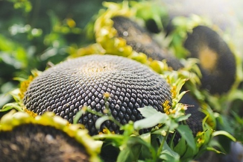 У переработчиков масличных усилилась конкуренция за сырье