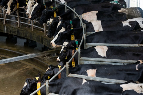 Снижение цен на сырое молоко может спровоцировать спад его производства