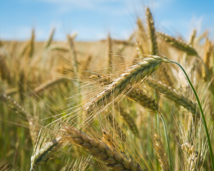 Урожай пшеницы может стать рекордным