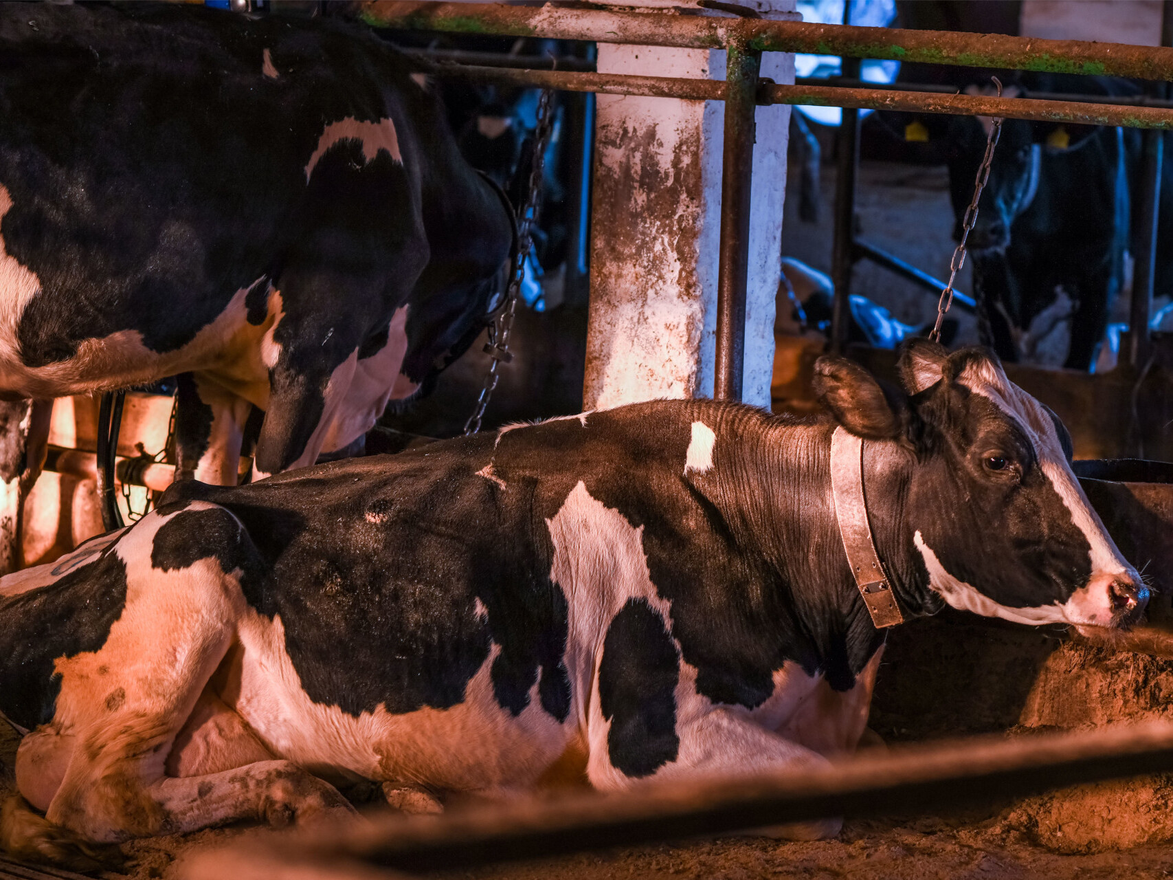 В хозяйстве «МолСиба» уничтожили 2,5 тысячи голов КРС