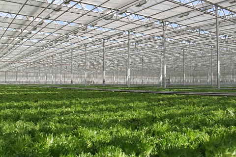 «Эко-Культура» увеличит производство салатов
