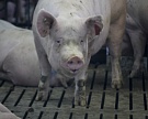 В Челябинске завершается строительство свинокомплекса