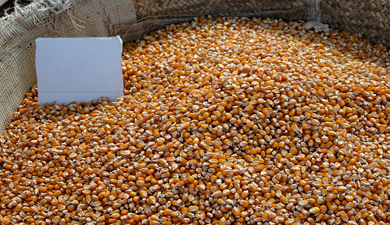 В Алтайском крае семена кукурузы не соответствуют нормативам
