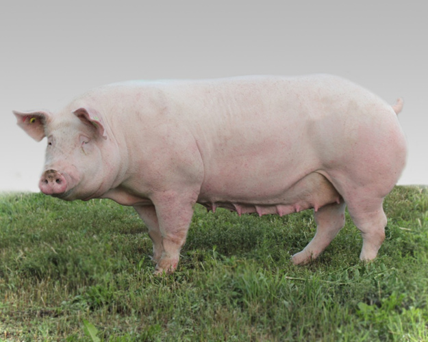 Кемеровские ученые объявили о выведении новой мясной породы свиней –  Агроинвестор