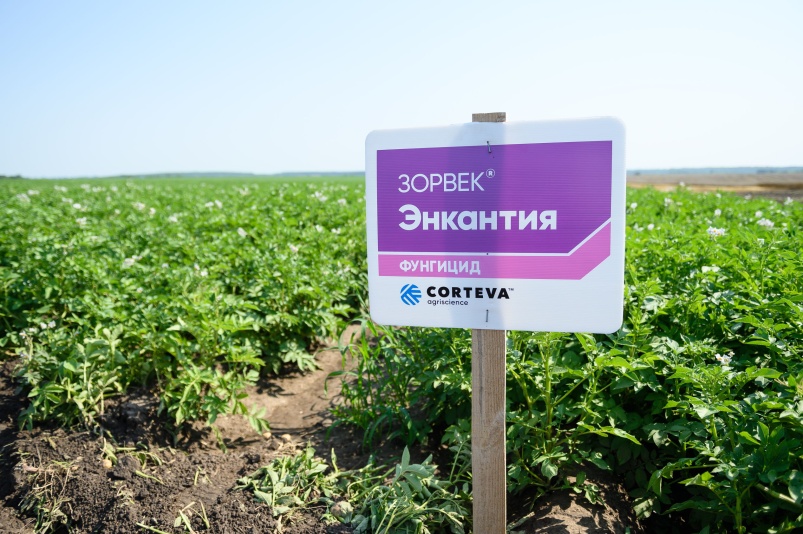 Эффективность фунгицида «Зорвек® Энкантия» компании Corteva Agriscience подтверждена экспертами Всероссийского научно-исследовательского института фитопатологии