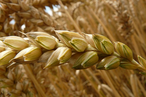 Российская пшеница продолжает дорожать