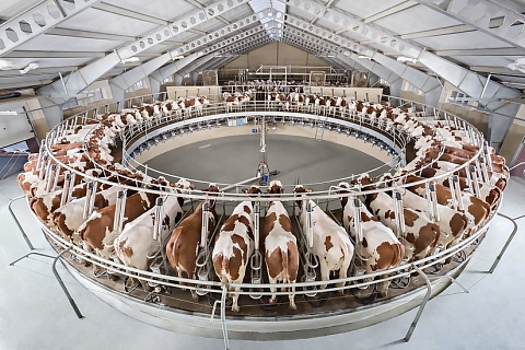 Топ-30 компаний в прошлом году произвели почти 4 млн тонн молока-сырья