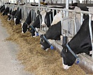 Ленобласть намерена обеспечить молочные предприятия России скотом