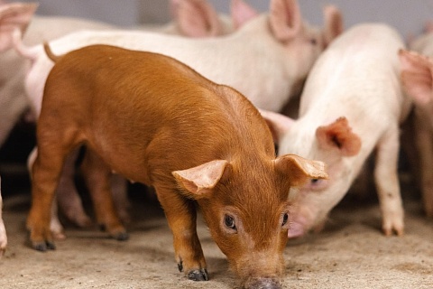 «Родниковский свинокомплекс» возобновил производство после модернизации