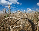 Агрохолдинг «Кубань» вложит в развитие 1,8 млрд рублей