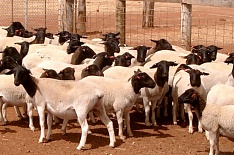 «Мираторг» перенес открытие пилотной овцеводческой фермы
