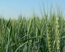 Посевы твердой пшеницы растут на 5% в год