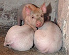 В Калининградской области разработают программу развития свиноводства