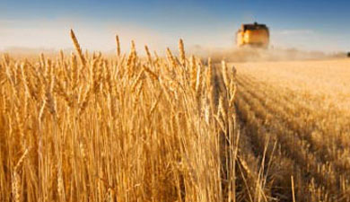 Цены пшеницы на CBOT выросли до месячного максимума
