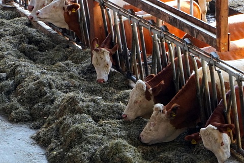 Минсельхоз изменит правила проверки экспортеров продукции животноводства