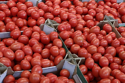 Отраслевой союз ожидает небольшого снижения оптовых цен на томаты из-за обнуления ввозной пошлины