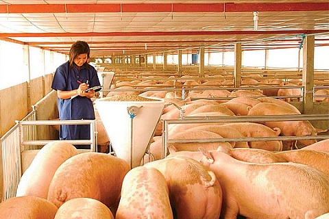 «Русагро» расширила земельный банк в Тамбовской области