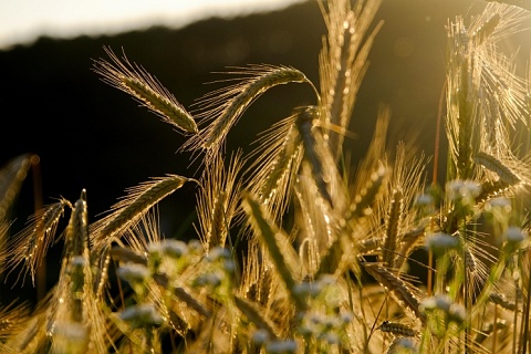 В этом году урожай зерна может снизиться
