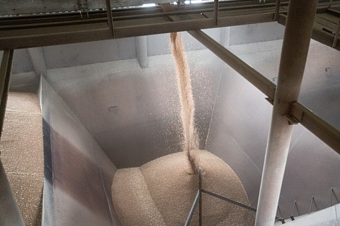 Запасы пшеницы в России на минимальном уровне за последние шесть лет