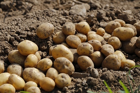 Малые производители картофеля и овощей могут покинуть рынок