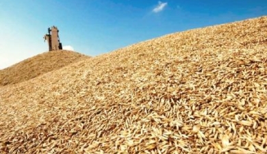 Снижения цены на зерно не случилось