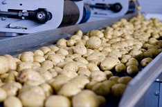 России грозит дефицит семенного картофеля