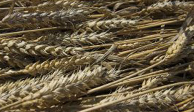 Отсутствие поставок зерна и муки из Казахстана поддержало цены на Алтае