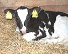 «Кубань» реализует программу импортозамещения племенного молочного стада
