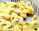 В Липецкой области построят самый крупный в Европе инкубатор для бройлерных цыплят