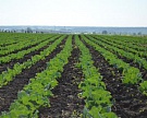 Ульяновская область вырастит около 100 тыс. тонн овощей
