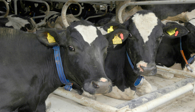 На поддержку мясного скотоводства Курганской обл. выделено 26 млн руб.