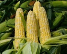 Урожай кукурузы в этом году может достичь 12,6 млн тонн