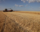 «Агрико» застраховала урожай на 1,8 млрд рублей