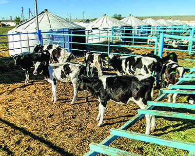 Голштинизация по-казахски: опыт выведения заводского типа молочного скота